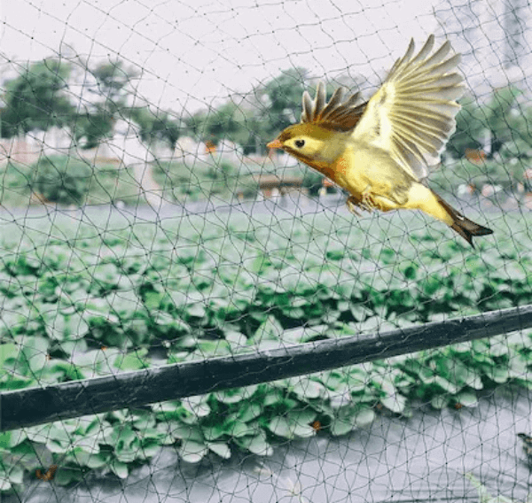 antibirdnets