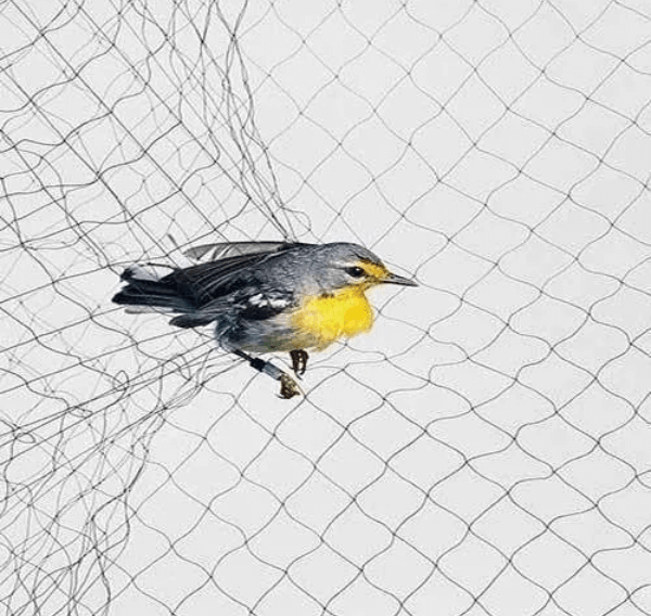 birdprotectionnets