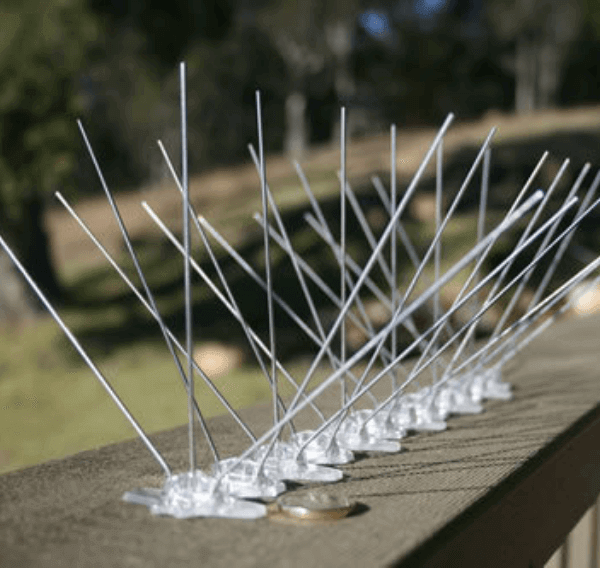 birdspikes